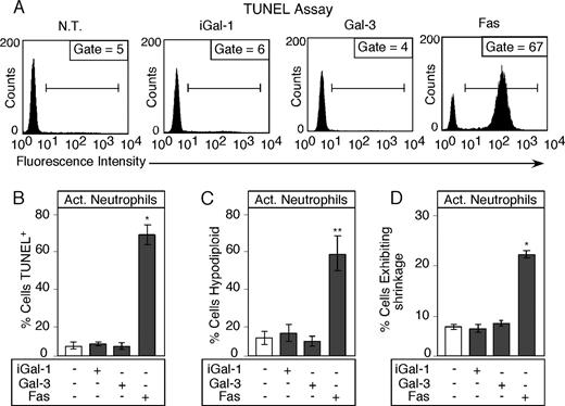FIGURE 2. Gal-3 induces PS exposure in activated neutrophils in the absence of apoptosis. A, A representative facsimile of activated neutrophils treated with PBS (vehicle), 20 μM iGal-1, or Gal-3 for 8 h were analyzed for DNA fragmentation using the TUNEL assay. B, Quantitative analysis of DNA fragmentation in activated neutrophils treated with iGal-1 and Gal-3 using the TUNEL assay. C, Activated neutrophils treated with PBS (vehicle), 20 μM iGal-1, or Gal-3 for 8 h were analyzed for DNA fragmentation using hypodiploid analysis. D, Activated neutrophils treated with PBS (vehicle), 20 μM iGal-1, or Gal-3 for 8 h were analyzed for cellular shrinkage. Data are represented as mean values ± SD. B–D, Values of *, p < 0.001 or **, p < 0.01 comparing anti-Fas to PBS, iGal-1, or Gal-3 (one-way ANOVA). No significant difference was observed between iGal-1 or Gal-3 when compared with PBS (p > 0.05) in each experiment (B–D).