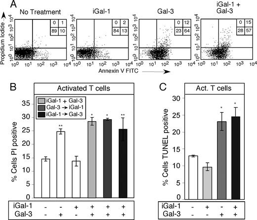 FIGURE 5. Gal-1 fails to alter Gal-3-mediated T cell apoptosis. A, A representative facsimile of activated T cells treated with 20 μM iGal-1, 20 μM Gal-3, or 20 μM iGal-1 + 20 μM Gal-3 for 9 h were analyzed for PS exposure by annexin V binding and PI exclusion. Percent of total cells in each quadrant is shown. B, Activated T cells treated with 20 μM iGal-1, 20 μM Gal-3, 20 μM iGal-1 + 20 μM Gal-3 (iGal-1 + Gal-3), and 20 μM iGal-1 for 30 min followed by 20 μM Gal-3 (iGal-1 → Gal-3) or 20 μM Gal-3 for 30 min followed by 20 μM iGal-1 (Gal-3 → iGal-1) for 9 h were analyzed for apoptotic cell death by staining with PI. Data are represented as mean values ± SD; *, p < 0.01 and **, p < 0.05 (one-way ANOVA). No significant difference was observed between iGal-1 coincubated with Gal-3 compared with Gal-3 alone (p > 0.05) or between iGal-1 and control (p > 0.05). C, Activated T cells treated with 20 μM iGal-1, 20 μM Gal-3, or 20 μM iGal-1 + 20 μM Gal-3 for 9 h were analyzed for DNA degradation using the TUNEL assay. Data are represented as mean values ± SD; *, p < 0.05 (one-way ANOVA). No significant difference was observed between iGal-1 coincubated with Gal-3 compared with Gal-3 alone (p > 0.05) or between iGal-1 and control (p > 0.05).