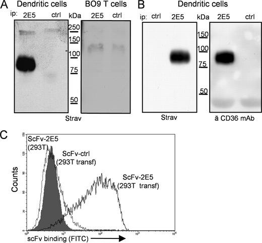 FIGURE 3. ScFv-2E5 recognizes an epitope in the extracellular portion of the scavenger receptor CD36. Western blot of extracts from cell surface-biotinylated DCs or BO9 T cells, immunoprecipitated with scFv-2E5 (2E5) or an irrelevant scFv (ctrl) and revealed with streptavidin-HRP (A) or with an anti-CD36 Ab (B) as indicated. C, Binding of scFv-2E5 or scFv-ctrl to 293T cells transiently transfected with the cDNA-encoding mouse CD36.