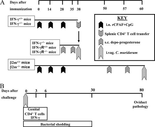 FIGURE 1. Outline of the experimental design. A, Time line after immunization. Groups of mice (as indicated) were vaccinated i.n. with rCPAF plus CpG on day 0 and boosted on days 14 and 28. Ten days after the last booster immunization, spleens were removed and CD4+ T cells were purified and injected i.p. into recipient mice (as indicated). The recipient mice were pretreated with two doses of s.c. Depo-Progesterone (days 28 and 35, respectively) and challenged i.vag. with C. muridarum (day 38) on the day of cellular transfers. In vaccination/challenge experiments involving β2m−/− and β2m+/+ mice, vaccinated animals were treated with s.c. Depo-Progesterone on days 50 and 57 and challenged i.vag. with C. muridarum on day 60 after initial immunization. B, Time line after bacterial challenge. After i.vag. C. muridarum challenge, the genital Ag-specific CD4+ T cell infiltration and IFN-γ production were analyzed on days 3 and 6. In experiments to determine protective immunity, the bacterial shedding was monitored every third day for a period of 30 days and oviduct pathology was analyzed on day 80 after challenge.