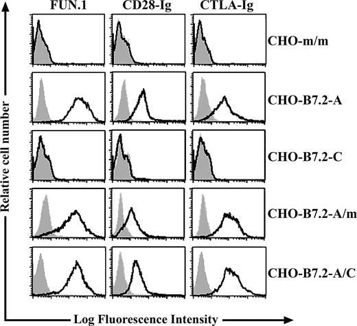 FIGURE 4. B7-2C protein does not interact with soluble CD28 and CTLA4 fusion proteins, whereas its coexpression on B7-2A-expressing CHO transfectants does not alter B7-2A binding to CD28 and CTLA4 receptors. Representative examples of flow cytometric analyses of the binding of CD28-Ig and CTLA4-Ig fusion proteins (open histograms) on single and double CHO transfectants that expressed either the B7-2A or the B7-2C isoforms, as well as CHO-mock/mock transfectant (negative control cell line). CD28-Ig and CTLA4-Ig fusion proteins do not react with CHO-B7-2C cells, whereas their binding to B7-2A (as observed in CHO-B7-2A/mock) is not affected by the coexpression of B7-2C in B7-2A transfectants (CHO-B7-2A/C). For comparison, the detection of the B7-2A protein expression by a PE-conjugated anti-B7-2 mAb (FUN.1) (open histograms) is shown. In all experiments, staining with an isotype control Ab served as a negative control (light gray filled histograms).