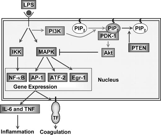 FIGURE 9. The PI3K-Akt pathway negatively regulates LPS signaling and gene expression in mouse macrophages by inhibiting the activation of MAPKs. Deleting the p85α regulatory subunit reduces PI3K activity and Akt phosphorylation, which increases LPS activation of the MAPKs and gene expression. In contrast, a deficiency in PTEN leads to an increase in Akt phosphorylation and a reduction in LPS activation of the MAPKs and gene expression. Changes in the levels of phosphorylated Akt do not alter LPS-induced nuclear translocation of NF-κB.