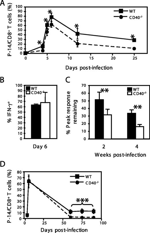 FIGURE 1. Reduced P-14 T cell accumulation in CD40−/− hosts upon LCMV infection. WT and CD40−/− mice were adoptively transferred with CFSE-labeled CD45.1+ P-14 T cells. One day later, the mice were infected i.p. with 5 × 104 LCMV (Armstrong strain). The mice were bled at the indicated time points, and the samples were stained with Ab against CD8 and CD45.1. A, Percentage of P-14 T cells in the total CD8+ T cells in the blood. B, On day 6 postinfection, blood samples were depleted of RBC and incubated for 5 h with gp33 peptide in the presence of brefeldin A and IL-2. The percentage of IFN-γ-producing P-14 T cells is shown. C, Percentage of the peak P-14 T cell response remaining at the indicated time points. The values were calculated for the data in A using the formula: percent of peak response remaining = ((P-14/CD8) on day X/(P-14/CD8) on day 6) × 100%. The results shown are representative of a majority of experiments (five of seven experiments with 5–10 mice/group) where the peak response was reduced in CD40−/− mice. ∗, p < 0.005; ∗∗, p < 0.0001. D, Similar experiment to A except that the peak response of P14 cells in WT and CD40−/− was the same (a finding observed in two of seven experiments, one of which is shown). In this situation, the number of memory cells in the CD40−/− hosts is still reduced even if peak responses are similar to WT hosts. ∗∗∗, p < 0.001.