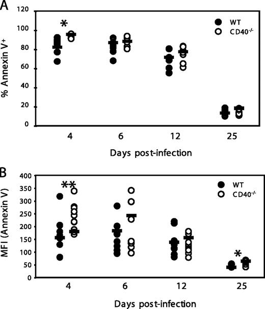 FIGURE 2. Similar levels of P-14 T cell apoptosis in WT and CD40−/− hosts infected with LCMV. WT and CD40−/− mice were adoptively transferred with CFSE-labeled CD45.1+ P-14 T cells and infected with 5 × 104 LCMV Armstrong strain i.p. 1 day later. The mice were bled at the indicated time points and stained with Ab against CD8 and CD45.1 as well as Annexin VPE. A, Percentage of annexin V+ P-14 T cells. B, MFI of annexin V staining. Each circle represents an individual mouse; the bars represent the means. The results shown are representative of three independent experiments with 5–10 mice/group. ∗, p < 0.01; ∗∗, p < 0.05.