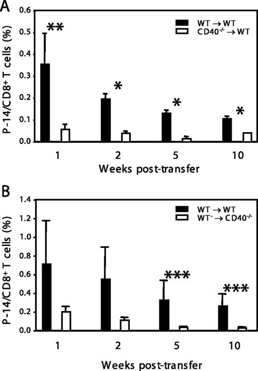 FIGURE 4. CD40 signals during and after priming affect CD8+ T cell survival. WT and CD40−/− mice were adoptively transferred with CFSE-labeled CD45.1+ P-14 T cells and infected with 5 × 104 LCMV Armstrong strain i.p. 1 day later. Spleens were harvested 11–13 days after infection, depleted of RBC, and labeled with CFSE. They were then transferred into new uninfected WT or CD40−/− hosts; cell numbers were adjusted such that they contained equal numbers of P-14 cells. At the indicated time points, the mice were bled and the survival of transferred P-14 T cells was determined. A, Survival of P-14 T cells primed in WT or CD40−/− hosts and transferred into WT hosts. B, Survival of P-14 T cells primed in WT hosts and transferred into WT or CD40−/− hosts. The data are presented as the percentage of P-14 T cells of the total CD8+ T cells in the blood. The results shown are representative of three independent experiments with three to five mice per group. ∗∗∗, p < 0.05; ∗∗, p < 0.01; ∗, p < 0.001.