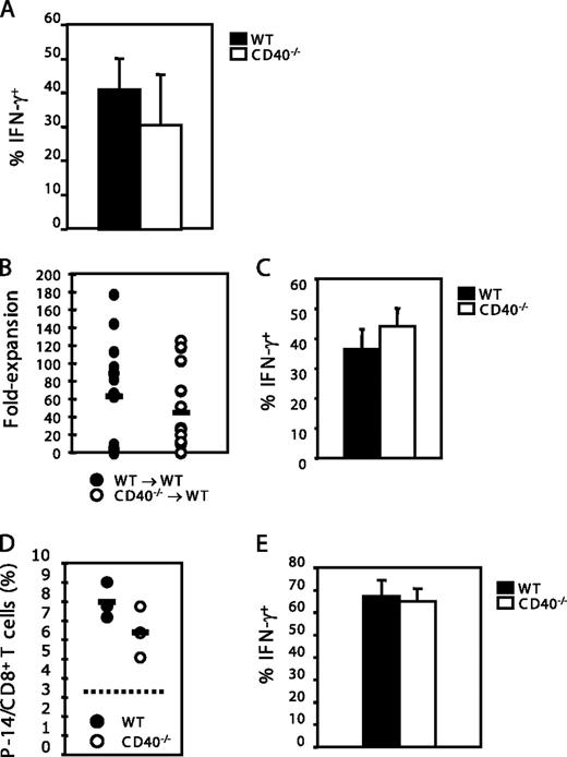 FIGURE 5. Memory P-14 T cells primed in CD40−/− hosts are functional. A, WT and CD40−/− hosts were adoptively transferred with CFSE-labeled CD45.1+ P-14 T cells and infected with 5 × 104 LCMV Armstrong strain i.p. 1 day later. Blood was collected at least 10 wk after infection and stimulated in vitro with gp33 peptide for 5 h in the presence of brefeldin A and IL-2. The percentage of IFN-γ-producing P-14 T cells is shown. B and C, Mice that received P-14 T cells that were initially primed in WT or CD40−/− hosts were challenged with 5 × 106 PFU of recombinant vaccinia virus expressing the LCMV glycoprotein (Vac-gp). Four days later, blood was collected and the fold expansion as well as IFN-γ production of memory P-14 T cells were analyzed. The results shown are pooled from four independent experiments, with each circle in B representing an individual mouse. D and E, WT mice containing adoptively transferred P-14 T cells were immunized with LCMV. After 3 mo, the mice were challenged with 1 × 106 WT or CD40−/− BMDCs pulsed with gp33 peptide. Spleens were harvested after 4 days and the (D) percentage of P-14 T cells in the total CD8+ T cell population in the spleen as well as the (E) percentage of IFN-γ-producing P-14 T cells were analyzed. The dotted line in D represents the percentage of memory P-14 T cells in unchallenged mice.