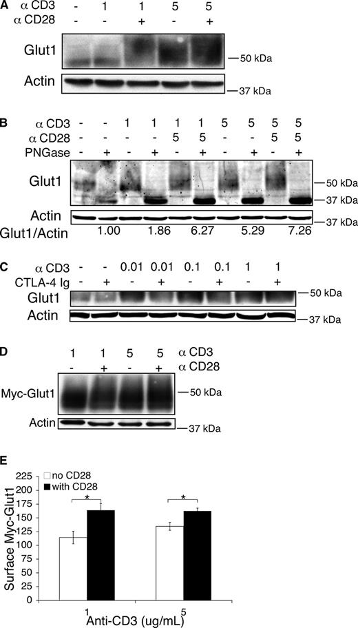 FIGURE 2. Costimulation induced Glut1 protein expression and trafficking to the cell surface. A and B, Purified T cells were stimulated on plates coated with anti-CD3 and anti-CD28 Abs at the indicated concentrations for 1 day before lysis and (A) immunoblotting and (B) PNGgase F treatement to deglycosylate followed by immunblot. Numbers indicate the quantification of the deglycosylated Glut1 normalized to Actin control. C, T cells were cocultured with LPS-stimulated bone marrow-derived macrophages and stimulated with anti-CD3 Abs with and without CTLA4-Ig for 1 day before lysis and immunoblotting. D and E, T cells from mice reconstituted with hematopoietic stem cells infected with a Myc-tagged Glut1 were purified, stimulated on plates coated with the indicated dose of anti-CD3 with and without 5 μg/ml anti-CD28 for 1 day, and cells were immunoblotted for Myc-Glut1 levels (D) and stained with anti-Myc to detect surface levels or Glut1 by flow cytometry (E). Means and SDs of five samples are shown (∗, p < 0.05).