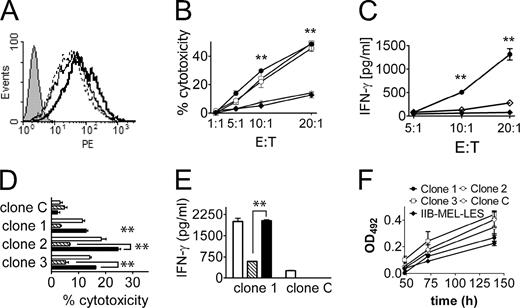 FIGURE 2. Restoration of cell surface expression of MICA and functional consequences in vitro. A, Expression of MICA on the cell surface of clones of stably transfected IIB-MEL-LES cells. Clone C (thin line): clone transfected with empty plasmid; clones 1–3: clones transfected with full length MICA (thick, dotted and dashed lines, respectively). Filled histogram: IC mAb. B, Cytotoxicity of human NK cells against MICA-transfected clones 1–3 (•, □, and ○, respectively), the control clone C (∗), and the parental IIB-MEL-LES cells (♦). C, IFN-γ secretion by NK cells upon coculture with the transfected clone 1 (•). □, Clone C; ▪, parental cells IIB-MEL-LES. Clones 2 and 3 produced results similar to those of clone 1 (not shown). D, Cytotoxicity of human NK cells against clones 1–3 and clone C in the absence (□) or presence of the blocking anti-NKG2D mAb 1D11 (▨) or an IC mAb (▪) at E:T = 20:1. E, IFN-γ secretion of human NK cells upon coculture with clone 1 or clone C (same bar pattern as in D). ∗∗, p < 0.01 vs clone C (in B and C) or IC (in D and E). F, In vitro proliferation of MICA-transfected clones 1–3, the control clone C, and the parental cell lines IIB-MEL-LES assessed by the microtubule binding protein spin-down assay. Values in B–F are means ± SD. Experiments were repeated three times with similar results.