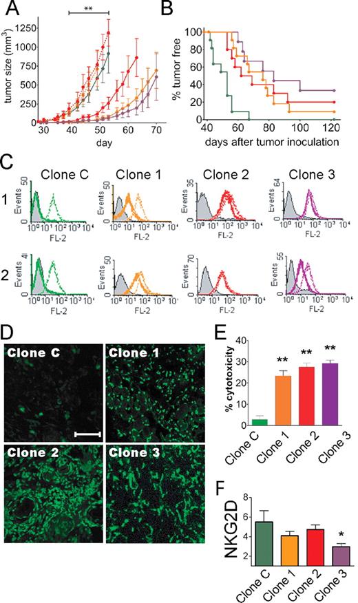 FIGURE 3. Overexpression of MICA in melanoma cells overcomes tumor cell resistance and promotes NK cell-mediated tumor rejection in vivo. A, In vivo growth of clones 1–3 (continuous orange, red, and purple lines, respectively) or clone C (green line) in NK cell-sufficient nude mice or in NK cell-deficient nude mice (clone 1, dashed orange line; clone 2, dashed red line). NK cell-deficient nude mice were produced by repeated injection of anti-asialo-GM1 Ab. nude mice were inoculated s.c. with 5 × 106 cells of the different clones on day 0, and tumor growth was assessed as explained in Materials and Methods. Each tumor clone injected in control mice that received normal rabbit IgG instead of anti-asialo-GM1 Ab showed a growth identical with that in mice that did not receive any treatment (and therefore were not depicted). B, Tumor-free animals (Kaplan-Meier analysis, same color pattern as in A). C, Cell surface MICA (continuous lines) and HLA class I molecules (dotted lines) on tumors recovered from mice at the time of euthanasia. Filled histograms: IC mAb. Results of two representative animals (1 and 2) of each group are shown. D, In vivo apoptosis of the human melanomas on cryosections of the tumor areas, assessed by TUNEL assay and confocal microscopy. Bar = 50 μm. E, Cytotoxicity of mouse NK cells against clones 1–3 and clone C (same color pattern as in A, assessed at E:T ratio = 50:1. Mean ± SD are shown in A and E. ∗∗, p < 0.01 vs clone C. F, Expression of NKG2D (specific fluorescence index) on spleen NK cells (defined by gating on DX5+ cells) recovered from nude mice that received the different tumor clones (indicated on the x-axis) at the time of euthanasia of each animal. Values are means ± SEM. ∗, p < 0.05 vs clone C. Experiments were repeated three times yielding similar results.