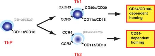 FIGURE 10. Model for the molecular control of Th1 and Th2 cell homing. At all developmental stages, Th cells express LFA-1 (CD11a/CD18). Th precursor (ThP) cells variably express CD29 integrins, but during terminal differentiation, CD29 integrin expression is up-regulated on Th1 cells, but is largely lost on Th2 cells. Because they express multiple integrins, Th1 cells can adhere to either CD54 or CD106 as needed for homing to sites of Ag challenge, whereas Th2 cells are restricted to adhering to CD54 only. Chemokine receptors uniquely expressed on Th1 and Th2 cells likely play a role in activating integrins to the high-affinity conformations required for efficient adhesion and homing. However, even when expressed on Th2 cells, CD29 integrins may not be activated by Th2 cell-specific chemokine receptors.