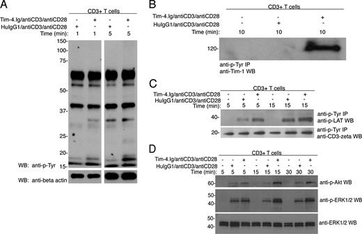 FIGURE 6. Tim-4.Ig-coated beads induce tyrosine phosphorylation in responding T cells. CD3+ T cells were stimulated for the times indicated with Tim-4.Ig/antiCD3/ antiCD28 beads or HuIgG1/antiCD3/antiCD28 beads. Lysates were probed for protein phosphorylation by Western blot using anti-p-Tyr, anti-β-actin (A), anti-p-Akt, anti-p-ERK1/2, and-ERK1/2 Abs (D). CD3+ T cells were stimulated as in A and D for the indicated times and then lysates were immunoprecipitated with anti-p-Tyr agarose beads. Immunoprecipitates were then probed by Western blot using anti-Tim-1-biotin (B), anti-p-LAT, or anti-CD3ζ Abs (C).