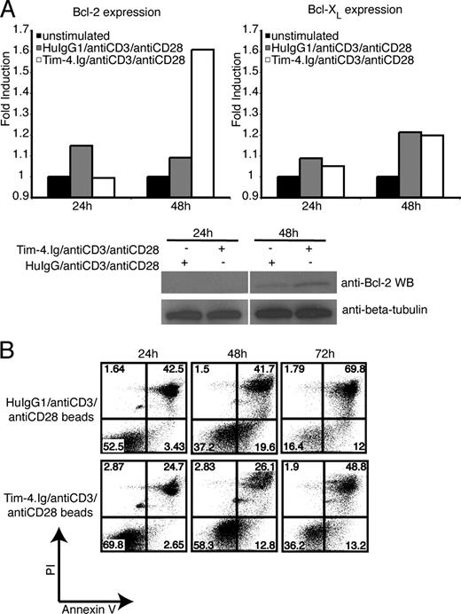 FIGURE 7. Tim-4.Ig-coated beads induce signals that rescue T cells from apoptosis and induce Bcl-2. A, Tim-4 induced the up-regulation of Bcl-2. CD3+ T cells were stimulated for 24 and 48 h with Tim-4.Ig/antiCD3/antiCD28, HuIgG1/antiCD3/antiCD28, or no stimulus. Cell lysates were immunoblotted with anti-Bcl-2 and anti-β-tubulin. Films were stripped and reblotted with anti-Bcl-xL/S. Gels were analyzed by using National Institutes of Health ImageJ software and shown is the expression relative to the untreated samples. B, CD3+ T cells were cultured as in A for 24, 48, and 72 h. T cells were then separated from the magnetic beads, stained with CD4-allophycocyanin or CD8-allophycocyanin, Annexin V-FITC, and propidium iodide. Samples were analyzed by flow cytometry.