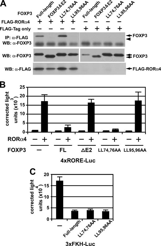 FIGURE 5. FOXP3 interacts with RORα via its LxxLL motif. A, HEK 293 T cells were transfected with the indicated expression plasmids, and immunoprecipitation was conducted with anti-FLAG mAb (IP), followed by immunoblotting with rabbit anti-hFOXP3 (WB). The bottom two panels are control immunoblots with the lysates before immunoprecipitation to show the expression of each transfected plasmid. Positions of FLAG-RORα4, FOXP3 isoforms, and mutated forms are indicated to the right of each panel. Filled triangle to the right of top panel indicates the predicted position of FOXP3ΔE2. LL74,76AA, mutated version of FOXP3 with leucine residues at positions 74 and 76 changed to alanine. LL95,96AA, mutated version of FOXP3 with the leucine residues at 95 and 96 mutated to alanine. B, Jurkat cells were transfected with the 4xRORE-Luc reporter plasmid (67 ng/well), in the presence or absence of the indicated expression plasmids. Luciferase activity was measured and normalized to β-galactosidase activity as described in Fig. 1. The amounts of expression vectors used were: 33 ng/well pcDNA3-RORα4, and 132 ng/well expression vectors for full-length FOXP3 (FL), FOXP3ΔE2 (ΔE2), and FOXP3 mutants (LL74,76AA and LL95,96AA). C, Jurkat cells were transfected with 132 ng/well of 3xFKH-Luc reporter in the presence or absence of 267 ng/well expression plasmids encoding full-length FOXP3 (FL) and mutated FOXP3 (LL74,76AA and LL95,96AA). Luciferase activity was measured and normalized to β-galactosidase activity as described in Fig. 1.