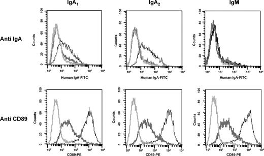 FIGURE 5. Recombinant rhesus macaque CD89 binds to heat-aggregated human myeloma IgA1 and IgA2; however, blocking N-glycosylation reduces expression of recombinant rhesus macaque CD89 and decreases in binding of human IgA1 and IgA2. Cells were stained with anti-human CD89 PE and anti-human Ig α FITC. Some HeLa cells were treated with tunicamycin to inhibit the N-glycosylation pathway; 10,000 cells were counted for each assay. Transfected with gene for rhesus CD89 HeLa cells; transfected HeLa cells with N-glycosylation blocked; control untransfected HeLa cells.