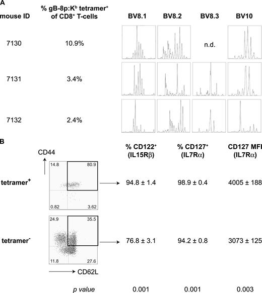 FIGURE 6. Clonal composition and expression of IL-7Rα and IL-15Rβ by expanded gB-8p-specific memory CD8+ T cells in old mice. A, CDR3 length analysis of the BV segments involved in gB-8p-specific CD8+ T cell response in mice undergoing late-age MI. CD8+ T cells from mice exhibiting old-age MI were purified using magnetic bead separation, the RNA was extracted and the diversity of CDR3 lengths of BV8 (8.1, 8.2 and 8.3) and BV10 segments was determined as described in Materials and Methods. CDR3 profiles from three representative mice are shown. B, Elevated expression of IL-7Rα (CD127) and IL-15Rβ (CD122) on expanded gB-8p-specific memory cells in old mice. Splenocytes from old latently infected mice (n = 6) undergoing old-age MI were stained with CD8, CD44, CD62L, tetramer, CD127, and CD122. The percentage of CD122+ and CD127+ cells as well as the mean fluorescent intensity (MFI) of CD127 was compared between central memory phenotype (CD44+ CD62L+) tetramer+ (top panels) or tetramer− (bottom panel) CD8+ T cells. The values represent the average ± SD (first two rows) or the p value (obtained from the paired Student t test comparing the values from the tetramer+ and tetramer− fraction of cells of individual mice), and the data are representative of two independent experiments.