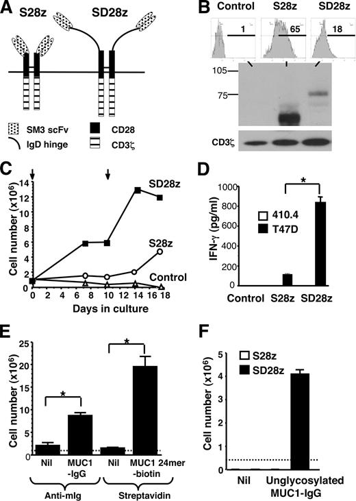 FIGURE 1. MUC1-specific CAR derived from SM3. A, In S28z, an SM3 scFv was fused to the hinge, transmembrane, and intracellular sequence of CD28 followed by the CD3ζ endodomain. In SD28z, the IgD hinge was inserted between CD28 and the SM3 scFv. B, Upper panels show staining of control (untransduced) or CAR+ T cells with a biotinylated MUC1 peptide (60-mer) followed by streptavidin-PE (x-axis). Positive events (%) are indicated. A Western blot (lower panel) was prepared under reducing conditions from the same T cells and probed with anti-CD3ζ. Endogenous CD3ζ was the loading control. C, CAR+ or control T cells were cultured on monolayers of MUC1+ T47D tumor cells on the days indicated by the arrows. Cells were counted at intervals. D, IFN-γ production by indicated T cells (1 × 106/ml) cocultivated for 72 h with T47D or 410.4 (MUC1−) tumor cells (∗, p < 0.01). E, S28z+ T cells were incubated in the absence of IL-2 with unglycosylated MUC1-IgG or biotinylated MUC1 24-mer peptide, cross-linked with beads coated with anti-mIgG (Anti-mIg) or streptavidin, respectively. Dotted line indicates input cell number. Columns represent cell number at 8 days (∗, p < 0.01). F, S28z+ and SD28z+ T cells were incubated in the absence of IL-2 with unglycosylated MUC1-IgG preimmobilized on a 96-well dish coated with anti-mIgG. To provide a control, mIgG was blocked with mouse serum (Nil). Dotted line indicates input cell number. Columns represent cell number at 8 days.