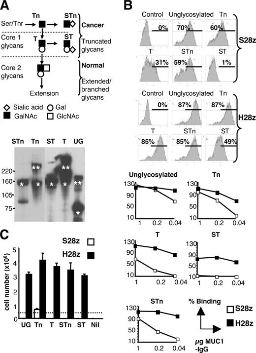 FIGURE 3. Interaction of recombinant MUC1 glycoforms with S28z+ and H28z+ T cells. A, Tumor-associated MUC1 carries a preponderance of truncated O-linked glycans, including Tn, STn, T (core 1), and ST. Purified MUC1-IgG fusion proteins containing these glycans were validated by Western blotting (nonreducing conditions; probed with anti-mIgG-HRP). Monomeric (∗) and dimeric (∗∗) forms are indicated. Gal, Galactose; GalNAc, N-acetylgalactosamine; GlcNAc, N-acetylglucosamine. B, FACS plots demonstrate the percentage of binding of MUC1-IgG glycoforms to human T cells expressing S28z and H28z. In binding curves shown below, MUC1-IgG glycoforms at the indicated amounts were incubated with T cells expressing S28z or H28z. To correct for a difference in gene transfer (60% S28z and 78% H28z, determined using 24-mer MUC1 peptide), data were normalized as the percentage of bound glycoform/percentage of bound MUC1 24-mer peptide × 100. C, S28z- and H28z-expressing T cells were incubated with MUC1-IgG glycoforms preimmobilized on a 96-well dish coated with anti-mIgG. UG, Unglycosylated; Nil, blocked with mouse serum. Dotted line indicates input cell number. Columns represent cell number after 8 days.