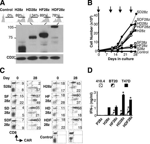 FIGURE 5. Comparison of HMFG2-derived CAR. A, Expression of the indicated CAR was detected in T cells by flow cytometry (using a biotinylated MUC1 24-mer peptide) or Western blotting (reducing conditions; probed with anti-CD3ζ). B, CAR+ or control T cells were cocultivated with T47D tumor cells at the time points indicated by the overhead arrows. Cell number was evaluated periodically. C, FACS analysis was performed on days 0, 14 (data not shown), and 28 on the transduced T cell cultures shown in B following staining with CD8 PerCP and a biotinylated MUC1 60-mer peptide plus streptavidin-PE. D, CAR+ T cells (5 × 105/ml) were plated in a 24-well dish on a confluent monolayer of the indicated tumor cell line. IFN-γ was measured in supernatant after 72 h. Owing to consistently lower expression of HD28z, data have been normalized for CAR expression determined as (IFN-γ in pg/ml)/percentage of CAR+ T cells (assessed using 24-mer peptide) × 100. P28z, Irrelevant Ag control; ∗, p < 0.01 with respect to H28z.