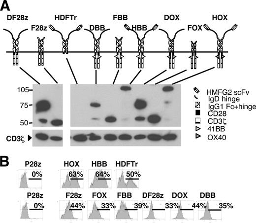 FIGURE 7. Structure of OX40- and 4–1BB-containing “third generation” CAR. A, Western blotting was performed using lysates prepared from CAR+ T cells (reducing conditions) and probed with anti-CD3ζ. B, Cell surface CAR expression was demonstrated using a biotinylated MUC1 24-mer peptide plus streptavidin-PE (upper row) or PE-conjugated anti-human Fc antiserum (lower row). Positive events are indicated (%).