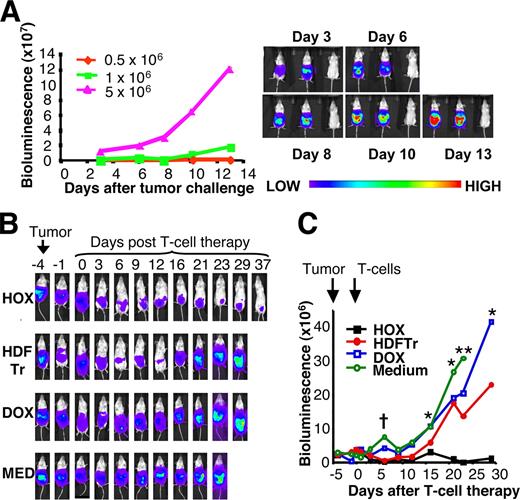 FIGURE 9. Testing of HOX+ human T cells in tumor xenograft-bearing mice. A, MDA-MB-435 tumor cells were engineered to coexpress MUC1/ffLUC (435-MUC-LUC) and inoculated i.p. at the indicated dose in SCID Beige mice. Serial BLI was performed in two mice per group (mean data are presented graphically). The third mouse in each panel is a tumor-free control. B, To test therapeutic efficacy of MUC1 targeted T cells, 20 SCID Beige mice were inoculated i.p. with 2 × 106 435-MUC-LUC tumor cells. After 4 days, mice bearing an established tumor (proven by BLI) were treated with 2 × 107 human T cells (20% CAR+) or medium (PBS) alone. Serial BLI of representative mice is presented. C, Mean bioluminescence is plotted (n = 5 mice per group). ∗, p < 0.05 (HOX v DOX; HOX vs medium if present); ∗∗, p < 0.05 (HOX v DOX; HOX vs medium; HOX vs HDFTr); †, p < 0.05 (HDFTr vs DOX).