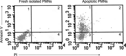 FIGURE 1. Annexin V vs propidium iodide (PI) density plots in logarithmic scale. PMNs were isolated from blood and aged in cultured for 24 h and PMNs underwent apoptosis spontaneously. Four populations are resolved. Fresh isolated PMNs are double negative and are seen in the lower left quadrant (3 ). Cells that are annexin V (+)/PI (−) (1 ) are apoptotic. The annexin V (+)/PI (+) cell population (2 ) has been described as secondary necrotic or advanced apoptotic. Cells in the last quadrant (4 ), which are annexin V (−)/PI (+), may be cells with stripped cytoplasmic membranes (leaving isolated nuclei), cells in late necrosis, or cellular debris.
