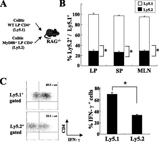 FIGURE 7. Expansion activity of colitic MyD88+/+ LP donor cells predominates over that of MyD88−/− donor cells in an in vivo competition assay. A, The same number (2.0 × 105 cells/mouse) of colitic LP MyD88+/+ (WT) (Ly5.1+) and MyD88−/− (Ly5.2+) CD4+ T cells mice was injected i.p. into RAG-2−/− mice (n = 6). B, Six weeks after transfer, LP, SP, and MLN CD4+ T cells were isolated from mice, and the ratio of Ly5.1+ and Ly5.2+ CD4+ cells was determined by flow cytometry. ∗, p < 0.01. C, The frequencies of IFN-γ-producing cells per the total Ly5.1+ or Ly5.2+ cells were analyzed in the indicated subpopulations by flow cytometry. Data are represented as mean ± SEM of three independent experiments. ∗, p < 0.01.