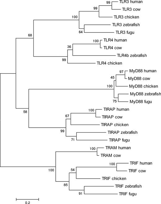 FIGURE 11. Phylogenetic tree of TLR3, TLR4, MyD88, TIRAP, TRIF, and TRAM sequences from mammals and fish. This tree was constructed based on an alignment of TIR domains of TLR3 from human (accession number NP_003256), cow (accession number NP_001008664), chicken (accession number NP_001011691), zebrafish (accession number NP_001013287), and fugu (accession number AAW69373), TLR4 from human (accession number CAH72619), cow (accession number NP_776623), chicken (accession number NP_001025864), and zebrafish (accession number NP_997978), Myd88 from human (accession number Q99836), cow (accession number AAI02852), chicken (accession number NP_001026133), zebrafish (accession number NP_997979), and fugu (accession number SINFRUP00000168996, genomic sequence), TIRAP from human (accession number AAH32474), cow (accession number NP_001035051), chicken (accession number NP_001020000), zebrafish (accession number XP_001346283), and fugu (accession number SINFRUP00000147061, genomic sequence), TRIF from human (accession number BAC44839), cow (accession number NP_001025472), chicken (accession number NP_001074975), and fugu (accession number lcl FuguGenscan 32429, genomic sequence), and TRAM from human (accession number NP_067681) and cow (accession number AAI18339).