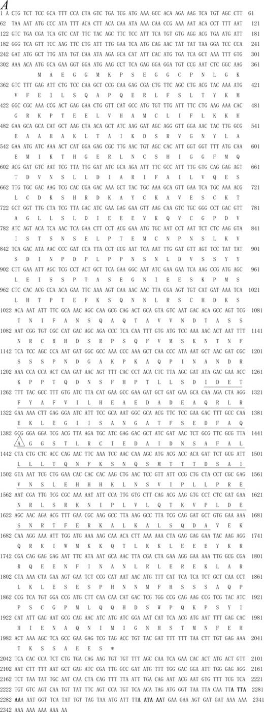 FIGURE 1. Molecular cloning of zebrafish TRIF. A, Nucleotide sequence of the zebrafish TRIF gene and the deduced amino acids sequence. The TIR domain was underlined. The two poly(A) signals (ATTAAA and AATAAA) were highlighted in bold. Ala359 was marked by a triangle. B, The evolutionary tree based on the sequences of TRIF TIR domains from human (accession number AAH09860), mouse (accession number AAH33406), monkey (accession number AAS20428), chimpanzee (accession number XP_524064), cow (accession number NP_001025472), chicken (accession number ABK20148), fugu (accession number lcl FuguGenscan_32429, genomic sequence), and catfish (accession number ABD93874). C, Alignment of TIR domains of TRIF, MyD88, and TIRAP. The accession numbers for TIR domains of TRIF were as indicated in B and the accession numbers for the TIR domains of human MyD88, zebrafish MyD88, and human TIRAP were NP_002459, NP_997979, and AAH32474, respectively. D, Alignment of the consensus sequences for NS3/4A cleavage sites within zebrafsih TRIF, zebrafish TLR3, and human TRIF. The conserved Cys-(Ser/Ala) residues were highlighted and the NS3/4A cleavage site in human TRIF was underlined.
