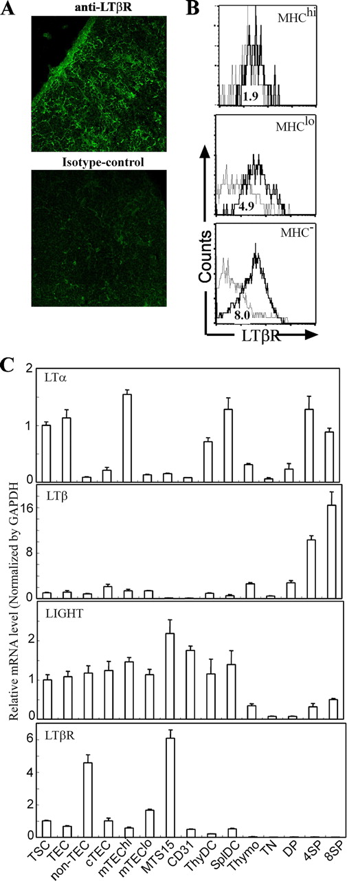 FIGURE 1. Expression of LTβR and its ligands on thymic cell populations. A, Thymic sections from C57BL/6 mice stained with anti-LTβR or isotype control Abs (green). B, Flow cytometric analysis of LTβR expression (solid line) compared with isotype (dashed line), on CD45− stroma gated on MHCIIhigh (hi), low (lo), or negative (−) cells, as quantified by the numerical ratio of LTβR to isotype control median expression levels for each gated population. C, PCR of LTα, LTβ, LIGHT, and LTβR expression in purified thymic cell populations (see Table II), relative to whole TSC expression, standardized to 1. Mean and SE were determined from two to three experiments for each population.