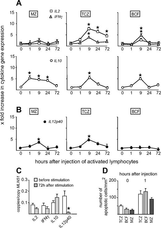 FIGURE 6. Cytokine mRNA expression change after injection of in vitro-activated lymphocytes. A, The expression of the T cell-derived cytokines IL2, IFNγ, and IL10 and (B) of IL12p40 mRNA as activation marker for APC is shown in the MZ, TCZ, and BCF of the spleen after i.v. injection of in vitro-activated lymphocytes. Data are normalized relative to MLN51 mRNA expression levels and further normalized to the mean value of the controls for the TCZ, BCF, and MZ which are set as 1. Data are means ± SEM. ∗, Significant differences between the level of expression between control and challenged animals (p < 0.01; Mann-Whitney U test, n = 5–12). C, The expression of IL2, IFNγ, IL10, and IL112p40 mRNA in lymphocytes before and after stimulation in culture is shown. The expression of IL12p40 was significantly decreased (p < 0.001; Mann-Whitney U test, n = 7). Data are normalized relative to MLN51 mRNA expression levels (means ± SEM). D, The number of apoptotic cells in the TCZ, BCF, and MZ was counted at 1 h after injection of activated lymphocytes. Data are means ± SEM, n = 6.