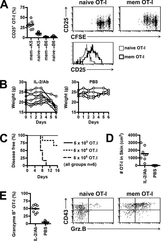 FIGURE 4. Enhanced IL-2 signaling induces autoimmunity. A, Naive or memory (mem) OT-I × Ly5.1 cells (1.5 × 106) were transferred into K5.mOVA or B6 recipients. After 7 days, CD8+CD45.1+ T cells in skin-draining LNs were analyzed for expression of CD25. The histogram shown is gated on proliferating cells. B–E, Unless otherwise stated, 4 × 106 naive OT-I × Ly5.1 cells were adoptively transferred into K5.mOVA recipients on day −1. The mice were given either PBS or IL-2-anti-IL-2 complexes on days 0, 1, and 3. B, Shown is the weight of individual (open circles) mice. C, Disease incidence after transfer of decreasing numbers of OT-I T cells following complex treatment. D, After 6 days, the CD8+CD45.1+ T cells contained in 1 cm2 of skin were enumerated. E, After 6 days, the CD43 and granzyme B (Grz.B) expression was determined for CD8+CD45.1+ splenic T cells. Individuals (open circles) and means (horizontal bars) are shown.