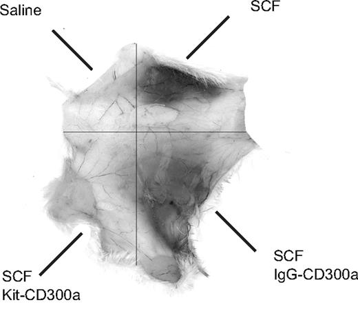 FIGURE 6. Kit-CD300a abrogates SCF-induced cutaneous anaphylaxis. SCF was subcutaneously injected to 3 of 4 dorsal locations, while the fourth was injected with saline alone. Murine-targeting Kit-CD300a IK1 or isotype control was injected simultaneously, immediately followed by i.v. Evans blue. Dye spots represent local MC degranulation events (n = 3; p < 0.001).