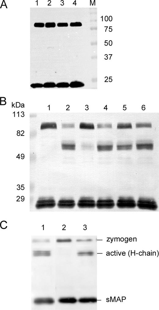 FIGURE 4. Activation of MASP-2 by mouse serum. A, Individual mouse serum derived from MASP1/3+/+ (lanes 1 and 2) and MASP1/3−/− (lanes 3 and 4) was incubated on ice with mannan-agarose in a buffer containing 1 μg/ml aprotinin to prevent activation of MASP-2. Bound MASP-2 was run in SDS-PAGE under reducing conditions and detected by anti-MASP-2 Ab. B, Effects of MASP-1/3 on MASP-2 activation. Sera from MASP1/3−/− (lans 1, 3, and 5) and MASP1/3+/+ mice (lanes 2, 4, and 6) were incubated with mannan-agarose for 10 (lanes 1 and 2), 20 (lanes 3 and 4), and 45 min (lanes 5 and 6), and then subjected to Western blotting using an anti-MASP-2 H chain Ab, which recognizes both MASP-2 and sMAP. C, Effect of rMASP-1 on MASP-2 activation. Sera from MASP1/3+/+ (lane 1) and MASP1/3−/− mice (lanes 2 and 3), un-supplemented (lanes 1 and 2) or supplemented with rMASP-1n (lane 3), were incubated with mannan-agarose for 10 min.