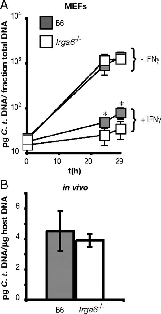 FIGURE 2. Irga6 knockout mice are highly resistant to C. trachomatis (C. t.) infections. A, IFN-γ activated and untreated MEFs of the indicated genotype were infected with C. trachomatis at an MOI of 1 and cells were harvested at 29 hpi. Each data point represents the mean bacterial yield of three independently infected wells. Irga6 knockout cells were significantly more resistant to C. trachomatis growth than B6 cells (p ≤ 0.05). B, For systemic in vivo infections, four mice of the indicated genotypes were i.v. injected with C. trachomatis. The mean bacterial yield in spleens at 29 hpi is shown (pg, picograms; μg, micrograms).
