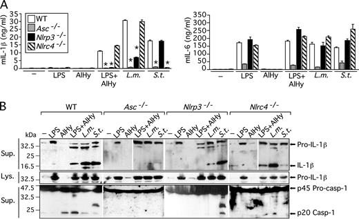FIGURE 1. Alum activates the NLRP3-inflammasome. Wild-type (WT), ASC−/−, NLRP3−/−, or NLRC4−/− BMM were stimulated for 9 h with LPS (5 ng/ml) in the presence or absence of aluminum hydroxide (AlHy; 130 μg/ml) or for 4 h with L. monocytogenes (L.m.) or S. typhimurium (S.t.) (multiplicity of infection = 10). A, IL-1β or IL-6 was measured in conditioned supernatants. B, The presence of the immature and mature forms of IL-1β and caspase-1 (Casp-1) in cell culture supernatants (Sup.) or cell lysates (Lys.) were analyzed by immunoblotting. One experiment representative of five (WT and NLRP3−/−) or two (ASC−/− and NLRC4−/−) is shown. Values are mean ± SEM. Asterisks denote significant difference vs WT (p < 0.001).