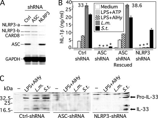 FIGURE 2. ASC- and NLRP3-knockdown shRNA prevents inflammasome activation by alum in THP-1 cell lines. A, Expression of ASC or NLRP3 was measured in different THP-1 cell lines by RNase protection assay. NLRP3-a and NLRP3-b are two probes of different sizes, both detecting NLRP3. Ctrl, Control. B, Ctrl-, ASC-, and NLRP3-knockdown THP-1 cell lines were stimulated with LPS (10 ng/ml) in the presence of 5 mM ATP, aluminum hydroxide (AlHy; 130 μg/ml), L. monocytogenes (L.m.), or S. typhimurium (S.t.) for 10 h. IL-1β was measured in conditioned supernatants. One experiment representative of five is shown. Values are mean ± SEM. Asterisks denotes significant difference vs control shRNA cell line; p < 0.001 C, THP-1 knockdown cell lines were stimulated as indicated and IL-33 expression was analyzed by immunoblotting in cell supernatants.