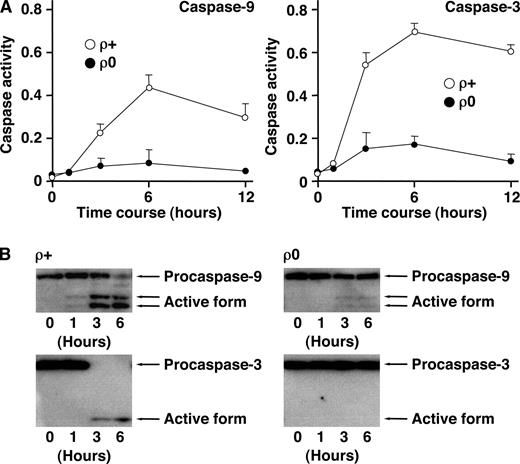 FIGURE 2. Caspase activity was reduced in necrotic ρ0 cells. ρ+ and ρ0 cells were incubated with 100 ng/ml CH-11 for the indicated periods of time (A and B). ○ or •, Indicate ρ+ or ρ0 cells, respectively (A). Activity of caspase-9 and -3 was estimated by both colorimetric assay (A) and Western blot analysis (B), as described in Materials and Methods. The data represent the means (bars, SD; n = 5) in A. A representative result of three independent experiments is shown in B.