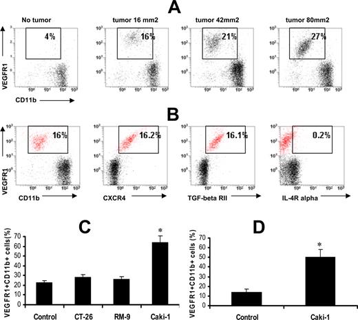 FIGURE 1. Inoculation of RCC tumor cells Caki-1 in nude mice promotes an appearance of VEGFR1+CD11b+ cells in peripheral blood. A and B, One million Caki-1 RCC cells were orthotopically inoculated into nude mice. Twenty-one days after inoculation, tumor-bearing and control tumor-free mice were sacrificed. Tumor size was measured using calipers. Peripheral blood was collected, depleted for RBC, and immediately stained with mAbs. Gated CD11b+ cells were analyzed for coexpression of VEGFR1 (A) or for CXR4, TGF-βRII, and IL-4Rα (B). C, Culturing of bone marrow cells in the presence of Caki-1 tumor-conditioned medium induces up-regulation of VEGFR1. Murine bone marrow cells were depleted for erythrocytes and cultured in complete medium (control group) or in the presence of 20% tumor-conditioned medium (renal carcinoma Caki-1, colon carcinoma CT-26, or prostate tumor RM-9) for 48 h. Cells were collected, washed, stained with Abs, and analyzed by flow cytometry for expression of VEGFR1 by CD11b myeloid cells. D, RCC cells up-regulate expression of VEGFR1 in human CD11b cells. PBMC from healthy volunteers were cultured in the presence of Caki-1 RCC cell supernatant (20%). Twenty-four hours later, cells were collected and washed with PBS. Cells were stained, CD11b+ cells were gated, and the expression of VEGFR1 in these cells was assessed by flow cytometry.