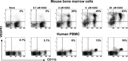 FIGURE 2. Oxidative stress induces expression of VEGFR1 in myeloid cells. PBMC from healthy volunteers and bone marrow cells from naive mice were suspended in DMEM supplemented with 2% FCS. Cells were exposed to H2O2 (0.7–17 μM) for 45 min at 37°C. Cells were then washed with cold PBS, stained with VEGFR1 and CD11b Abs, and immediately analyzed by flow cytometry. Experiments were repeated three times.