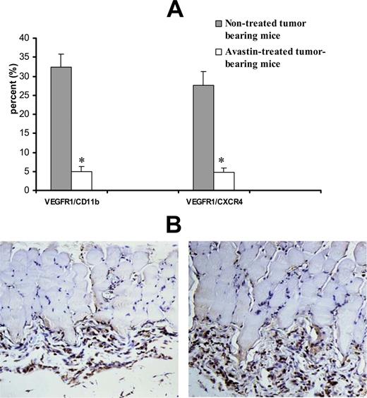 FIGURE 6. VEGF regulates mobilization of VEGFR1+ myeloid cells in mice with renal carcinoma. A, Anti-VEGF therapy reduces the number of circulating VEGFR1+ myeloid cells in mice with transplanted human RCC. One million Caki-1 RCC cells were inoculated i.m. into nude mice (n = 8). On day 6, after tumor cell inoculation, four mice were i.p. injected with Avastin (100 mg/kg) and four mice were injected with PBS. On day 10, after inoculation of tumors, all mice were sacrificed. Collected peripheral blood cells were depleted of erythrocytes, stained with allophycocyanin-VEGFR1, PerCp-CD11b, and PE-CXCR4 mAbs, and analyzed by flow cytometry. B, Recruitment of VEGFR1+ cells in implanted matrigel plugs. Matrigel was premixed with recombinant human VEGF (100 ng) or an equal volume of PBS and then inoculated subcutaneously into six athymic nude mice. After 6 days, the animals were euthanized and dissected. Implants were fixed for 60 min in 10% formalin and embedded in paraffin. Presence of VEGFR1+ cells in matrigel plugs was analyzed by immunohistochemistry. Brown-colored cells represent VEGFR1+ cells.
