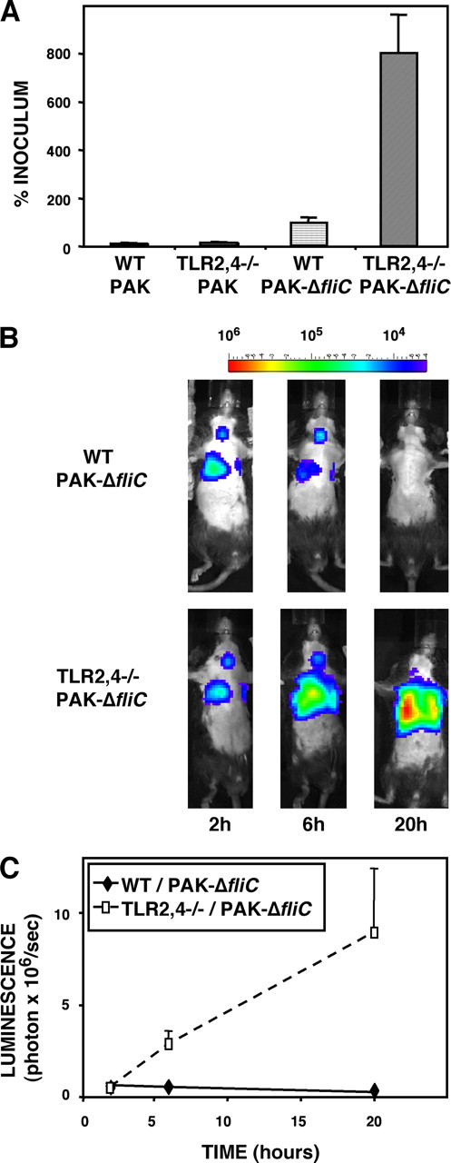 FIGURE 2. TLR2,4−/− mice are unable to control replication of a flagellin mutant of P. aeruginosa in the lungs. A, Bacterial replication is shown as a percentage of the initial inoculum (2 × 106 CFU) administered intratracheally. TLR2,4−/− mice were unable to control replication of the flagellin mutant of strain PAK (n = 3) when compared with the flagellin-positive strain (n = 6) when measured at 6 h postinfection (p < 0.05). Clearance of the flagellin mutant by the wild-type mice (n = 4) was less than that of the flagellin-positive bacterium (n = 6), but did not reach statistical significance. A minimum of three mice was used for each assay. B, Bacterial luminescence in the lungs of wild-type and TLR2,4−/− mice measured by injecting luminescent P. aeruginosa intratracheally (5 × 106 CFU/mouse) and capturing photon emission from the chest at different times postinfection, using the IVIS system. TLR2,4−/− mice are unable to control the replication of the ΔfliC mutant of strain PAK as opposed to wild-type mice. C, Plots of the photon emission as a function of time. Clearance of the same bacterial strains by wild-type and TLR2,4−/− mice was recorded at 2, 6, and 20 h postchallenge. TLR2,4−/− mice (n = 7) show a significant increase (p < 0.05) in the luminescent ΔfliC mutant, whereas the wild-type mice (n = 7) control replication of this strain.