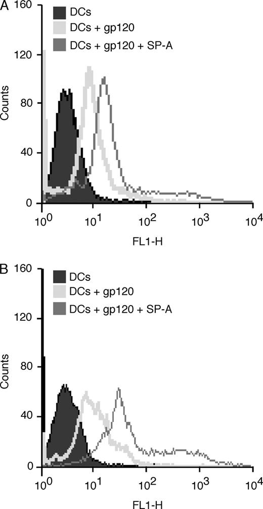 FIGURE 6. SP-A enhances binding of gp120 to iMDDCs. A, Binding of FITC-labeled gp120 to iMDDCs in the presence or absence of SP-A (5 μg/ml) at a pH of 7.4 or 5.0 (B). DCs were incubated with FITC-labeled gp120 or gp120 and SP-A at 4°C for 1 h and then washed extensively before analysis by flow cytometry.