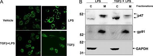 FIGURE 5. Effects of TGF-β1 on cytosolic p47phox protein translocation. A, HAPI cells seeded in a dish at 5 × 104 cells/well were treated with LPS for 10 min in the absence or presence of TGF-β1 pretreatment for 1 h. Cells were fixed with 3.7% paraformaldehyde in PBS for 10 min. After washing with PBS, cells were incubated with rabbit polyclonal Ab against p47phox. Cells were then washed and incubated with FITC-conjugated goat anti-rabbit Abs. Focal planes spaced at 0.4-μm intervals were imaged with a Zeiss 510 laser-scanning confocal microscope (63 × PlanApo 1.4 numerical aperture objective) equipped with LSM510 digital imaging software. Three adjacent focal planes were averaged using Metamorph software. The signal of p47phox (FITC-p47phox; green) is shown. B, HAPI cells were pretreated with vehicle or TGF-β1 (3 ng/ml) for 1 h, followed by LPS treatment for 10 min. Subcellular fractions were isolated to perform Western blot analysis. c: cytosolic extract; m: membrane extract. GAPDH is as an internal cytosolic control, gp91phox as an internal membrane control. Each experiment has been performed three times.