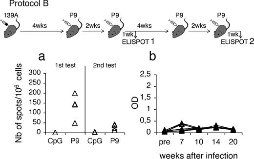 FIGURE 6. T cell and Ab responses in mice immunized with P9/CpG/IFA in previously infected mice. Protocol B: mice were inoculated with 139A scrapie and 4 wk later they received four injections of 50 μg of P9/CpG/IFA or CpG/IFA as shown on the graph. a, Frequency of IFN-γ secreting T cells evaluated by ELISPOT 1 wk after the second and the fourth injection. b, Ab levels quantified by peptide ELISA of individual sera sequentially collected from mice immunized with P9/CpG/IFA (▵) or CpG/IFA (▴).
