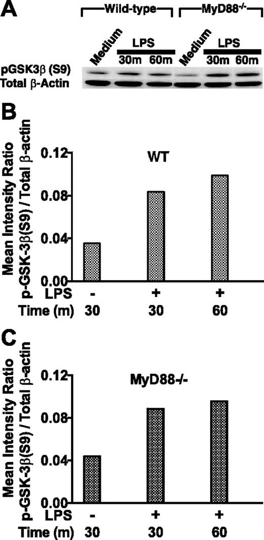 FIGURE 1. Stimulation of macrophages with LPS induces the phosphorylation of GSK3-β (S9) in both wild-type and MyD88-deficient macrophages. A, Wild-type and MyD88-deficient macrophages were stimulated with 1 μg/ml LPS for 30 or 60 min. To assess phospho-GSK3-β (S9), 15 μg of total cell lysate was resolved on LDS-PAGE, immunoblotted with an anti-phospho GSK3-β (S9) Ab, and developed by ECL. Immunoblots were stripped and reprobed with an Ab to total β-actin to ensure equal protein loading. B and C, Densitometer scans of phospho-GSK3-β (S9) and total β-actin were performed and recorded as the ratio of phospho-GSK3-β(S9):total β-actin. Data are representative of three separate experiments.