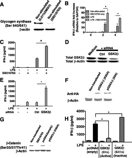 FIGURE 2. GSK3-β negatively controls IFN-β production by LPS-stimulated macrophages. A, Macrophages treated with the GSK3 inhibitor SB216763 exhibited a loss in the phosphorylation levels of the GSK3-specific substrate glycogen synthase (Ser640/641). Inhibition of GSK3 augmented the mRNA (B) and protein levels (C) of IFN-β produced by TLR4-stimulated macrophages. siRNA-mediated knockdown of GSK3-β protein levels (D) increased the production of IFN-β (E) by LPS-stimulated (1 μg/ml) macrophages. F, HA expression levels in nontransfected macrophages or macrophages transfected with a kinase dead (K85A) or constitutively active (S9A) plasmid encoding GSK3-β. Levels of HA were detected by Western blot 48 h after transfection. G, Expression of the kinase dead (K85A) GSK3 mutant in macrophages inhibited the endogenous phosphorylation of the GSK3-specific substrate β-catenin (Ser33/37/Thr41). H, As compared with empty vector control macrophages stimulated with LPS (1 μg/ml), the constitutively active GSK3-β (S9A) and kinase dead GSK3-β (K85A) negatively and positively, respectively, regulated IFN-β production by macrophages stimulated with LPS (1 μg/ml). ∗, Statistically significant differences at p < 0.05 between the indicated groups. Results represent the mean ± SD of three separate experiments.
