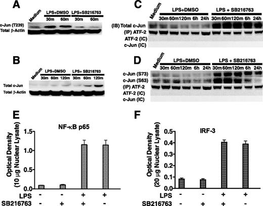 FIGURE 3. GSK3 negatively affects the levels of nuclear c-Jun/ATF-2 heterodimer complexes by controlling total c-Jun levels. Inhibition of GSK3 attenuates the levels of phospho-c-Jun (Thr239) (A) and increases total c-Jun levels (B) in LPS-stimulated macrophages. GSK3 inhibition increases the association of total (C) and phospho-c-Jun (Ser63/73) (D) to ATF-2 in LPS-stimulated macrophages. In contrast to the effect of GSK3 inhibition of c-Jun, GSK3 inhibition did not discernibly affect the nuclear levels of the transcription factors NF-κB (E) or IRF-3 (F). A and B, Cell lysates were prepared at the given time points, and 15 μg of total protein was analyzed by immunoblot using Abs to c-Jun (Thr239) or total c-Jun, stripped, and reprobed with an Ab to total β-actin to ensure equal protein loading. C and D, Nuclear lysates were prepared at the given time points, a rabbit isotype control (IC) IgG or total ATF-2 was immunoprecipitated, and associated total (C) and phospho-c-Jun (Ser63/73) (D) were determined by immunoblot. C and D, Total ATF-2 was monitored by immunoblot between groups to ensure equivalent pull-down of ATF-2. C and D, No immunoreactive bands were detected at 43 or 48 kDa (c-Jun) or 65–75 kDa (ATF-2) when a rabbit isotype control (IC) Ab was used for immunoprecipitation. E and F, The transcription factor binding levels of NF-κB p65 (E) using 10 μg of nuclear lysate or IRF-3 (F) using 20 μg of nuclear lysate were obtained from macrophages stimulated with LPS for 6h. A–D, Data are representative of three separate experiments. E and F, Data represent the mean ± SD of three separate experiments.