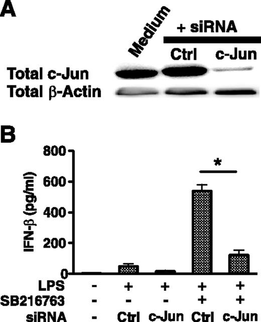 FIGURE 4. GSK3 controls IFN-β production by regulating c-Jun levels in LPS-stimulated macrophages. A and B, The siRNA-mediated knockdown in c-Jun protein levels abrogates the ability of GSK3 inhibition to augment IFN-β production by LPS-stimulated macrophages (1 μg/ml). A, Total c-Jun levels were determined 72 h post transfection by immunoblot. B, Cell-free supernatants were harvested 20 h after LPS stimulation (1 μg/ml) and analyzed for IFN-β levels by ELISA. ∗, Statistically significant differences at p < 0.05 between the indicated groups. Results represent the mean ± SD of three separate experiments.
