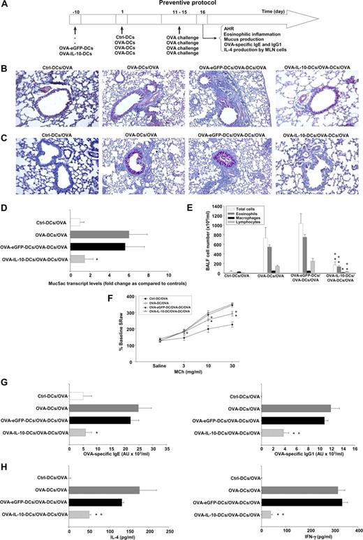 FIGURE 2. Prevention of experimental asthma by using OVA-IL-10-DCs. A, Preventive protocol. Lung sections of Ctrl-DCs/OVA, OVA-DCs/OVA, OVA-eGFP-DCs/OVA-DCs/OVA, and OVA-IL-10-DCs/OVA-DCs/OVA mice were stained with either H&E (B) or PAS (C). D, Lungs were assayed for Muc5ac mRNA expression by real- time quantitative RT-PCR. All values are normalized to β–actin mRNA. E, The BALF recovered from the animals was subjected to total and differential cell counts. F, AHR was assessed by using double-chamber plethysmography and by analyzing sRaw responses to increasing concentrations of MCh. G, Levels of OVA-specific IgE and IgG1 were measured in serum samples by ELISA. OVA-specific IgE and IgG1 levels are expressed as arbitrary units (AUs). H, IL-4 and IFN-γ levels in the supernatants of MLN cells restimulated in vitro for 4 days with 10 μg/ml OVA were determined by ELISA. All numerical data are presented as means ± SDs. ○, Significantly different from the values obtained in Ctrl-DCs/OVA mice. ∗, Significantly different from the values obtained in OVA-DCs/OVA and OVA-eGFP-DCs/OVA-DCs/OVA mice. All of these results are representative of at least three similar experiments. n ≥ 6 in each experimental group.
