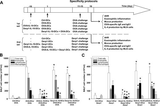 FIGURE 3. IL-10-DCs have Ag-specific effects. A, Specificity protocols. B, The BALF recovered from Ctrl-DCs/OVA, OVA-DCs/OVA, OVA-IL-10-DCs/OVA-DCs/OVA, Derp1-IL-10-DCs/OVA-DCs/OVA, and Derp1-IL-10-DCs + OVA-DCs/OVA mice was subjected to total and differential cell counts. ○, Significantly different from the values obtained in Ctrl-DCs/OVA mice. ∗, Significantly different from the values obtained in OVA-DCs/OVA mice. C, BALF total and differential cell counts of Ctrl-DCs/Derp1, Derp1-DCs/Derp1, OVA-IL-10-DCs/Derp1-DCs/Derp1, Derp1-IL-10-DCs/Derp1-DCs/Derp1, and OVA-IL-10-DCs + Derp1-DCs/Derp1 mice. ○, Significantly different from the values obtained in Ctrl-DCs/Derp1 mice. ∗, Significantly different from the values obtained in Derp1-DCs/Derp1 mice. All data are presented as means ± SDs. All of these results are representative of at least three similar experiments. n ≥ 6 in each experimental group.